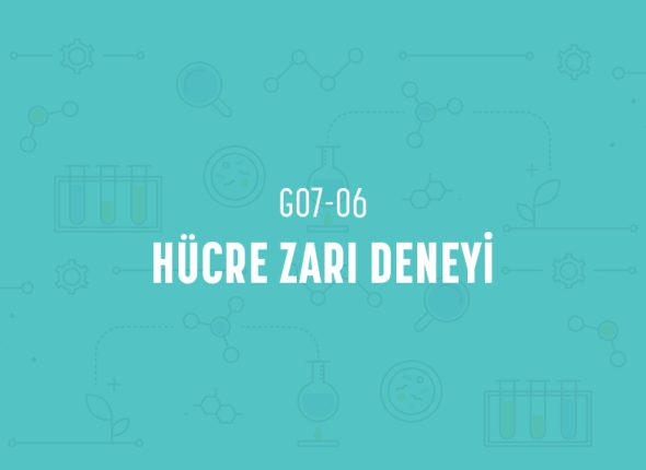 deney_kapaklari_7_sinif_tr-11