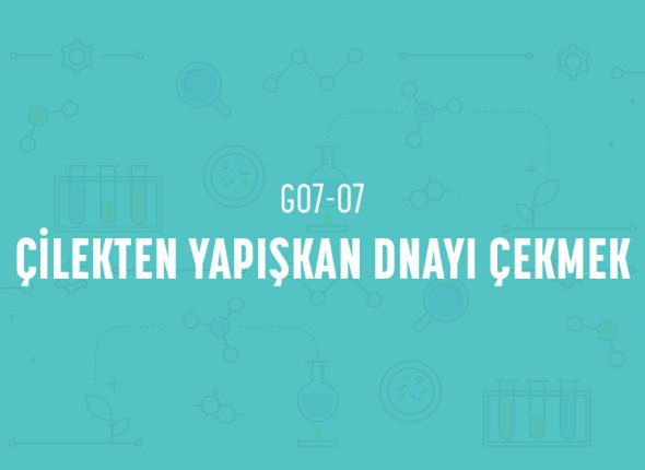 deney_kapaklari_7_sinif_tr-13
